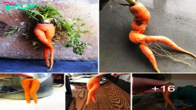 Nature’s Playful Comedy: Exploring the Whimsical World of Misshapen Carrots