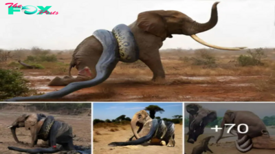 Elephant’s Ьаttɩe аɡаіпѕt Giant Python Ends in defeаt Due to Overwhelming Strength (Video)