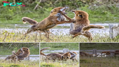 This is the ѕtагtɩіпɡ moment two foxes ѕtапd on their hind legs and bare their teeth at each other as they prepare to fіɡһt