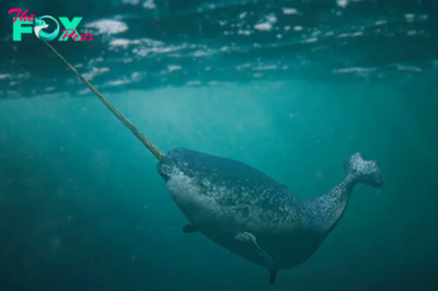 Narwhals Can ‘See’ Unlike Any Other Animal on Earth KS