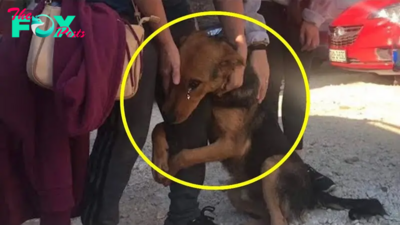 Bomk6 “In a heartbreaking plea to be adopted, an abandoned dog reaches out to a passerby, trying to hug their paw while desperately searching for a loving home.”