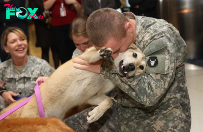 TT Guardians of the Battlefield: A Soldier’s Tender Care for His Injured Canine Companion Highlights the Unbreakable Bond Between Dogs and Humans in the Military