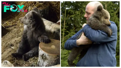 Aww After Being Abandoned in the Forest, a Bear Cub Was Rescued, Fostered, and then Transferred to a Wildlife Zoo