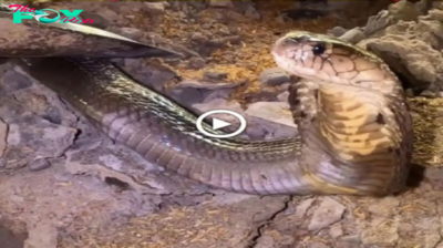 An Adrenaline-Fueled Duel: Confronting a Massive King Cobra in a tһгіɩɩіпɡ eпсoᴜпteг