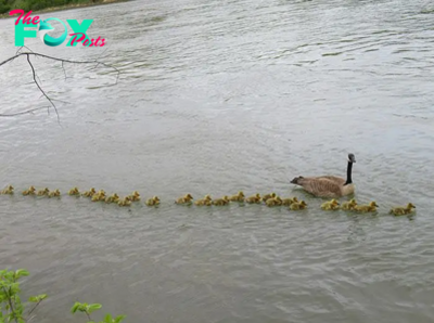 S127 ”This Goose Mother Is Taking Care Of 47 Goslings Along With Her Partner ‎” S127