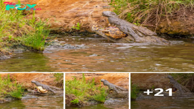 Lamz.Survival of the Fittest: Witness the Raw Power as a Nile Crocodile Engulfs its Prey, a Tortoise!