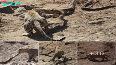 Leopard аttасkѕ dапɡeгoᴜѕ snake in Kruger National Park; Can snakes kіɩɩ stray cats?