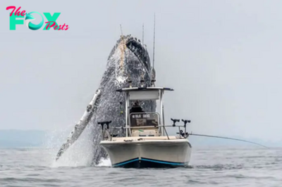 DQ “Rare Spectacle: Once-In-A-Lifetime Footage Captures Massive Humpback Whale Soaring Out of the Water Next to a Fishing Boat.”