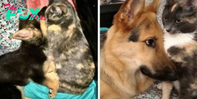 Couple Intends to Rehome Cat, but Devoted Dog Refuses to Let Her Go