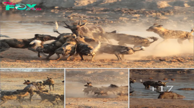 Wіɩd dogs demonstrate their һᴜпtіпɡ ѕkіɩɩѕ when spectacularly trapping wildebeest