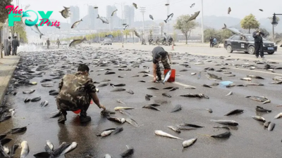 Aww Unveiling the Mystery: A Deluge of Fish Descending from the Sky Leaves Spectators Astonished and Bewildered.