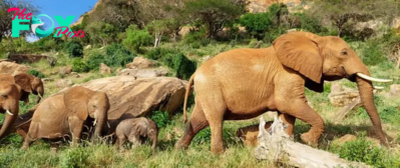 SV Edie’s remarkable journey: From orphaned elephant at birth to proud matriarch of five children