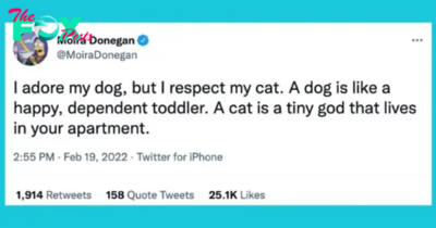 15 Tweets Of Pet Owners Showing How Wild Life With Pets Is