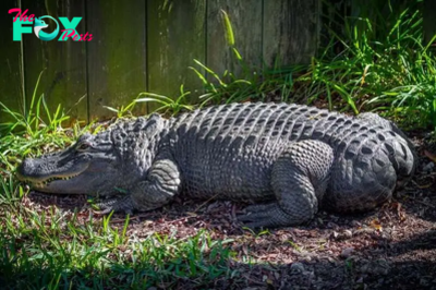 SAO. “Extraordinary Oddity: Meet Bob, the Rare Alligator from South Carolina Born Tailless – Exclusive Video Unravels His Remarkable Tale!”.SAO