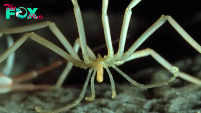 Secrets of giant Antarctic sea spiders and their tiny eggs revealed after 140 years