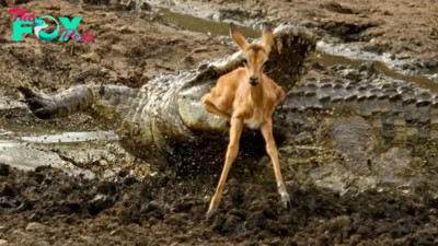 son.A young gazelle tries to escape from a ferocious crocodile.