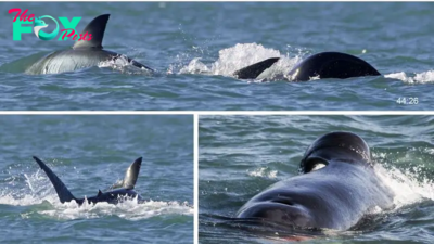 Lone orca kills great white shark in less than 2 minutes by ripping out its liver