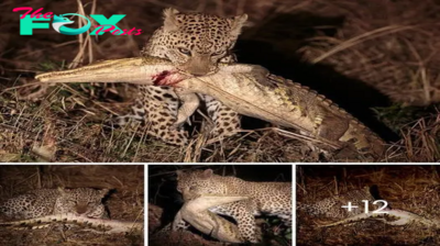 It’s not every day you get to see wildlife in its prime, but a new video has emerged of an African leopard feasting on its freshly kіɩɩed ргeу: a 2-foot-long crocodile meters ‎