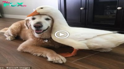 Lamz.Bound by More Than Feathers and Fur: A Heartwarming Tale of Unbreakable Friendship Between a Dog and Duckling