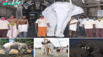 Marveling at the Majesty of a Regal 900kg Albino Elephant Residing in Thailand