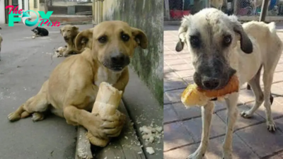 PS.Love from passersby: Homeless dog happily eats bread given by passersby, making everyone look up and feel touched