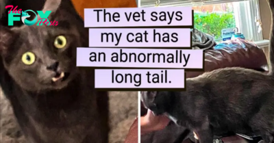 25 “Extra” Cats Who Got A Double Dose Of Charm From Nature