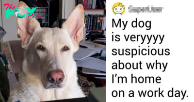 15 Pets That Are Living With A Human Soul
