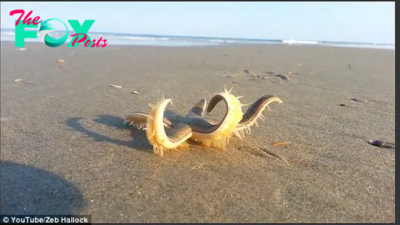 KS  “Discovering Its Land Legs: Astonishing Video Captures a Starfish ‘Strolling’ Along the Shoreline, Eventually Safely Returned to the Sea”