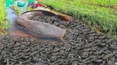 f.On the Indian fields, experts and spectators were fascinated by thousands of giant catfish.f