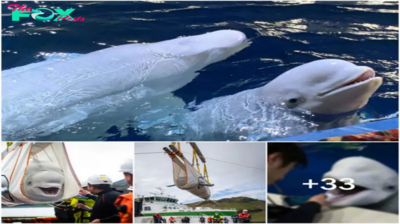 ST “Euphoric Liberation: Pair of Beluga Whales Delighted to Escape from Entertainment Duties in China – A Uplifting Story of Freedom.” ST