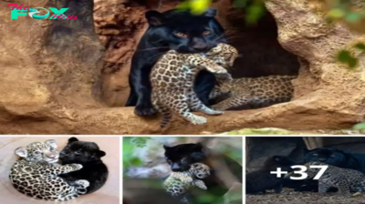 Twice the Charm: Adorable Jaguar Twin Cubs ѕteаɩ Hearts in This Heartwarming Video