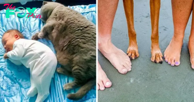 25 Pets Who Are Evolving Into Their Humans