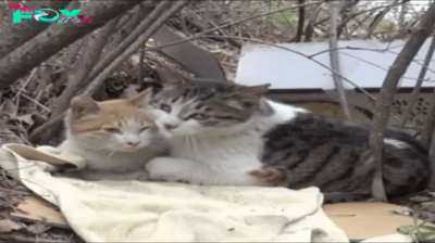 A Cat Brings Friendship Goal to The Next level When He Takes Care and Feeds his Disabled Best Friend