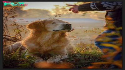 /Tin.The blind dog’s extraordinary story inspires millions of people online