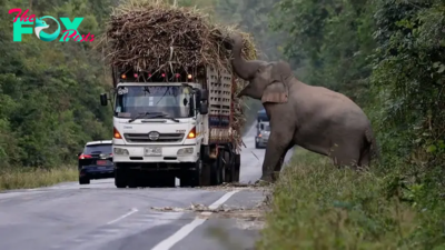 SAO. “USA’s Marvel: Elephant Partners with Farmers in Extraordinary Sugar Cane Expedition – Watch the Mesmerizing Video!”.SAO