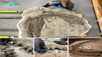 Dr. Femke Holwerda, she’s sitting next to Prognathodon overtoni, a mosasaur that lived during the late Cretaceous period
