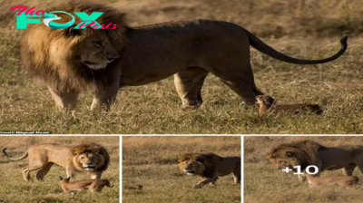 Humm! Maybe I’m not that hungry today: Male lion incredibly ignores wildcat family as kittens cower next to predator