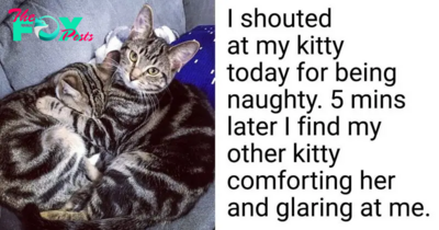 12 Pets Doing The Most Adorable Things That Poked Us Right In The Heart