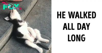 15 Tired Pets Who Prioritized Sleep And Nothing Else