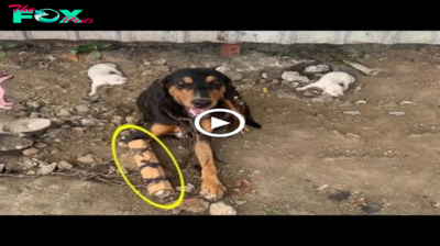 Lamz.Desperate Mother Dog, Broken and Abandoned, Clutches Starving Pups in a Heartrending Plea for Aid Against Hunger and Thirst