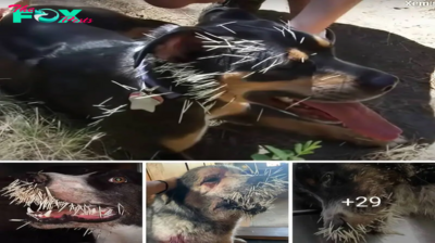 After a vicious fight between a Texas dog and a porcupine, the poor dog’s face was in excruciating pain.