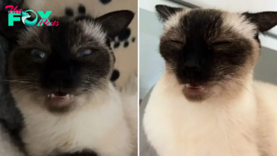 Cat’s Weird Reaction To Being Stroked Has Everyone Thinking The Same Thing