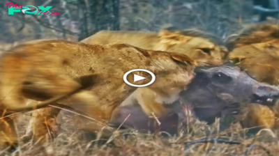 Lamz.Wild Encounter Unveiled: Lions Engage in Epic Battle to Extract Warthog from Burrow!