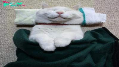 10 Hilariously Lazy Cats That Have Achieved Complete Nirvana! #### **kitty is having the best times of his life at the moment. We totally know how it feels. You truly deserve it.