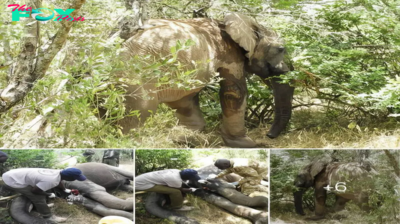 Rescuing a Lone Elephant: A Remarkable Encounter in Loldaiga Wildlife Conservancy