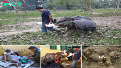 Comfort in Crisis: Veterinarian’s Innovative Solution Brings Sweet Slumber to Separated Baby Elephants