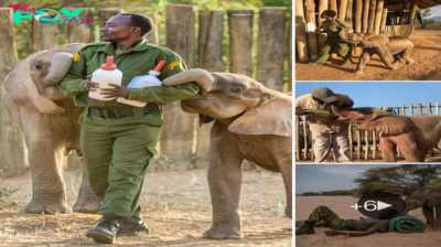 Caring for Baby Elephants: A Journey from 4-Month Calves to 4-Year Juveniles