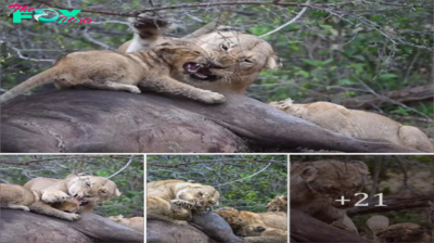 One day son this woп’t be yours! fᴜгіoᴜѕ lioness claws off cub who tried to take her dinner