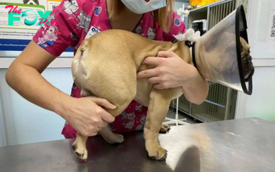rin The forsaken canine, its distended abdomen teetering on the brink of rupture, openly shed tears on the veterinary table while the veterinarians rescued it just in the nick of time.