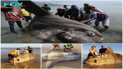 Giant sunfish washes up on Australian beach: I thought it was a shipwreck.  .SB